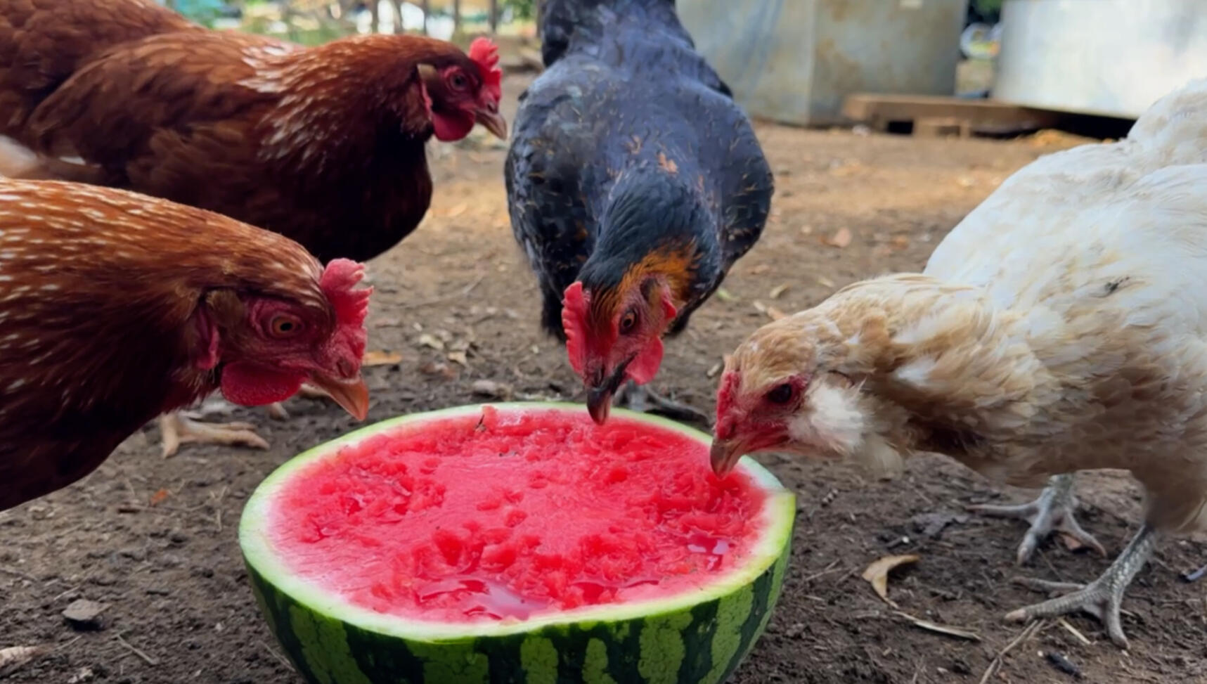 Lucky Cluckers